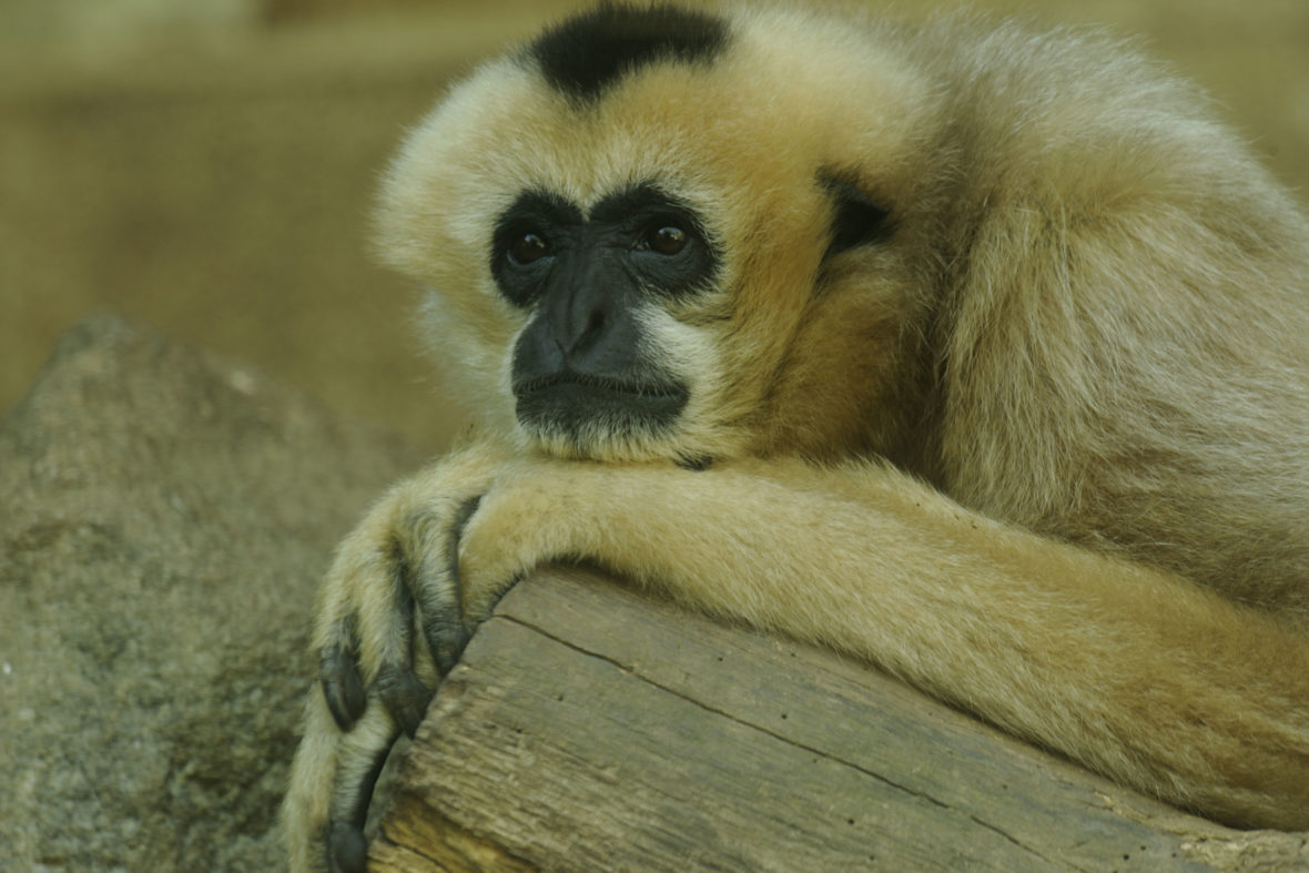 Visite guidée zoologique « Primates et évolution des hommes »