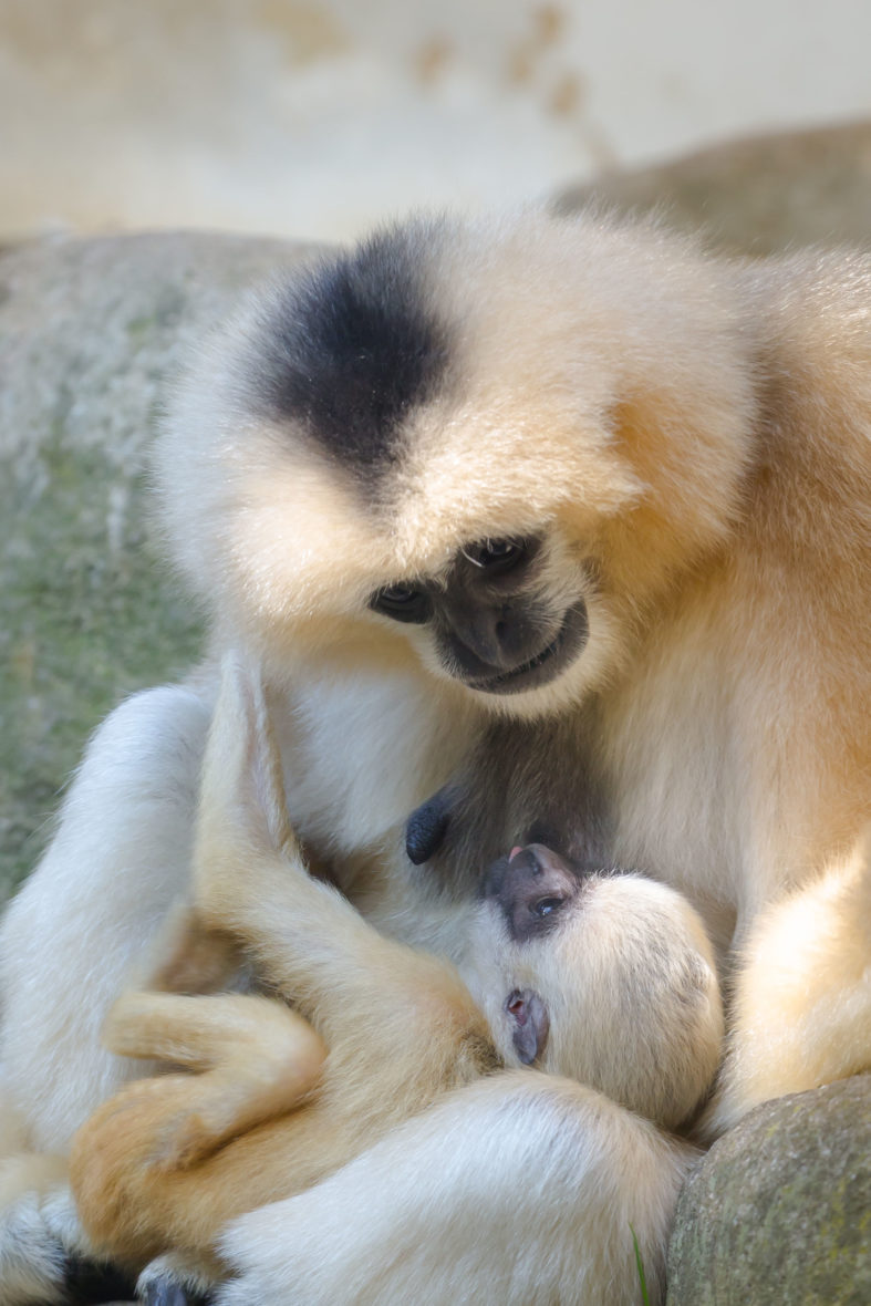 Journée internationale des gibbons