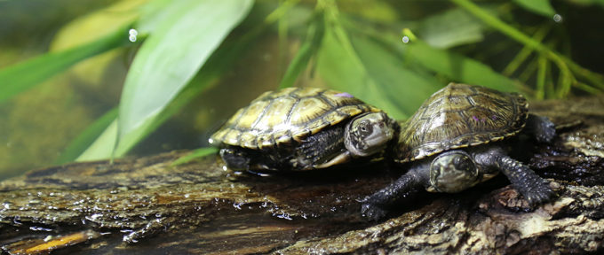Les tortues cistudes d’Europe du zoo, dans le grand bain