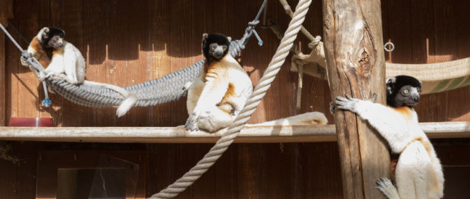 Zoo de Mulhouse : priorité au bien-être animal et à la conservation