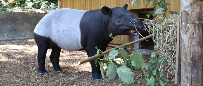 Les tapirs malais et les macaques à crête font leur entrée au Zoo de Mulhouse