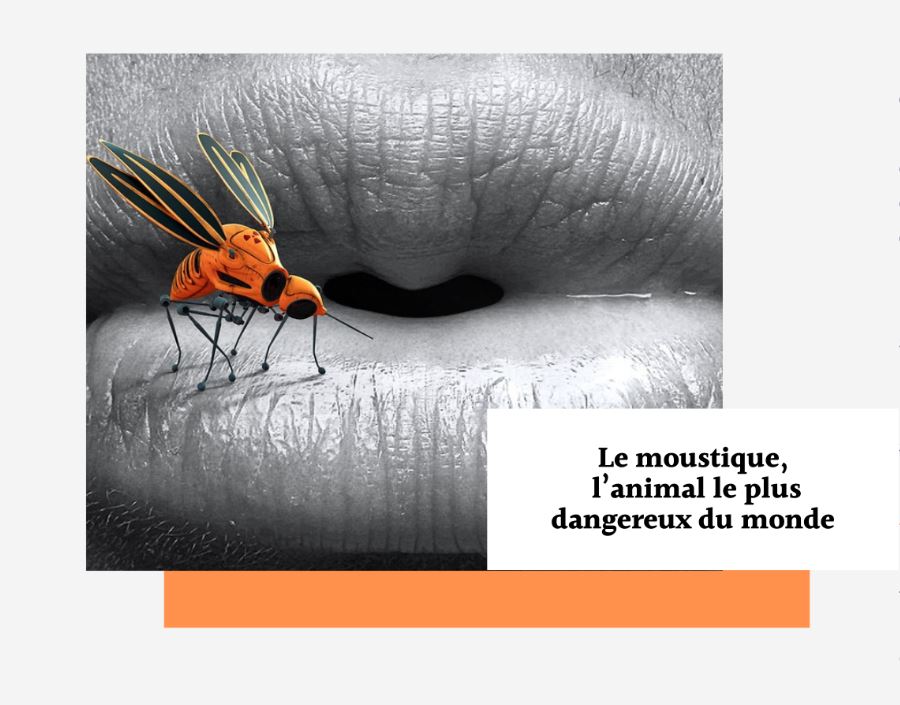 Le moustique, l'animal le plus dangereux du monde