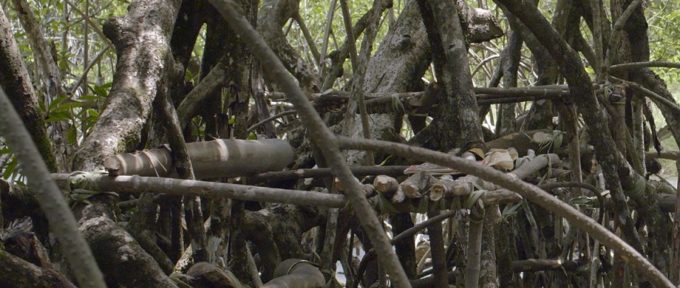 Le Mois Kreyol : « Mangrove School » & « Cahier d’un retour en terre natale »