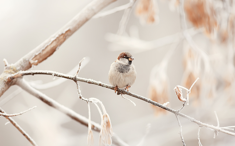 Sortie naturaliste : oiseaux hivernants au bord de l'Ill