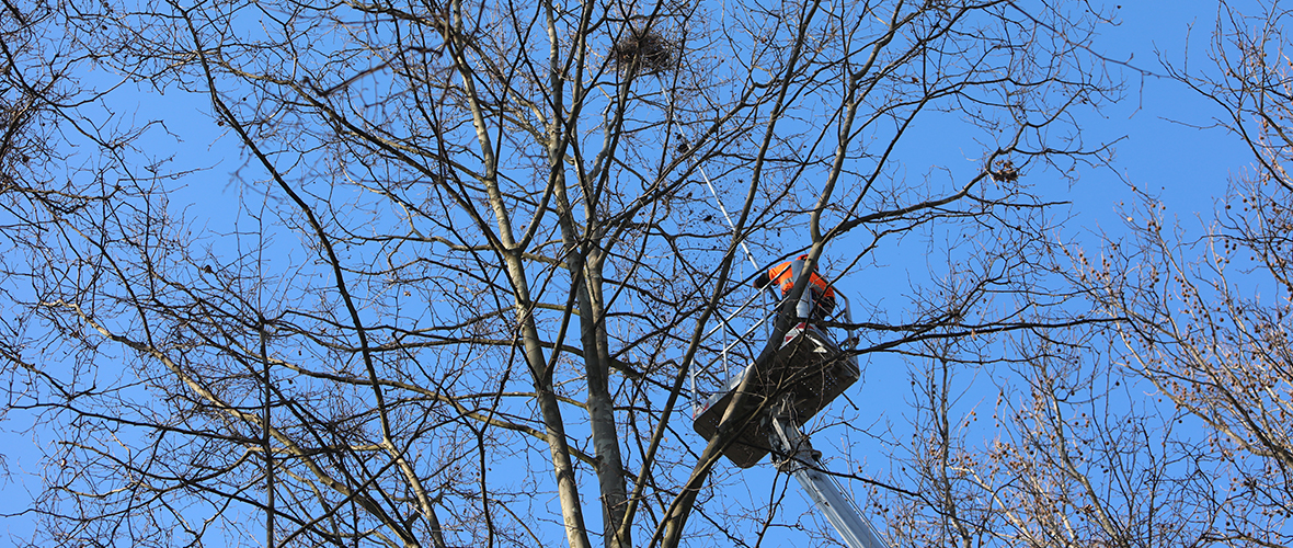 Corbeaux : décrocher les nids pour réduire les nuisances | M+ Mulhouse