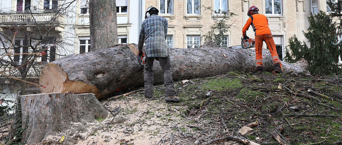 Malades, six arbres abattus au square Steinbach | M+ Mulhouse